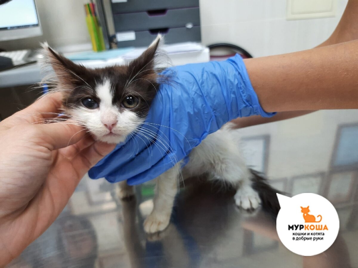 К счастью, Розочка оказалась в Муркоше