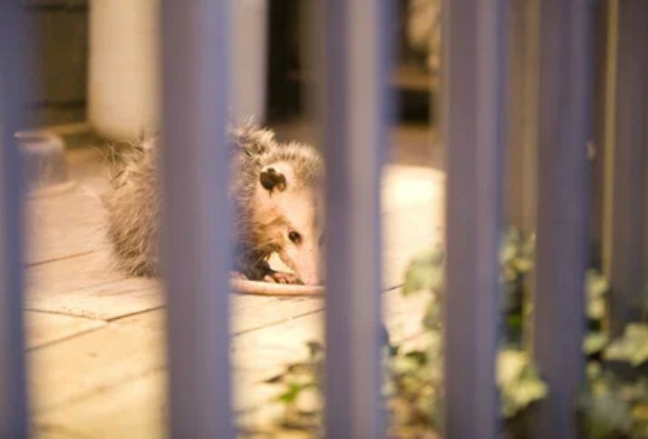 Житель Соединенных Штатов Америки встретил небольшого зверька, который не подавал никаких признаков жизни, поэтому подумал, что животное погибло. С виду этот зверек был похож на большую пушистую крысу.-3