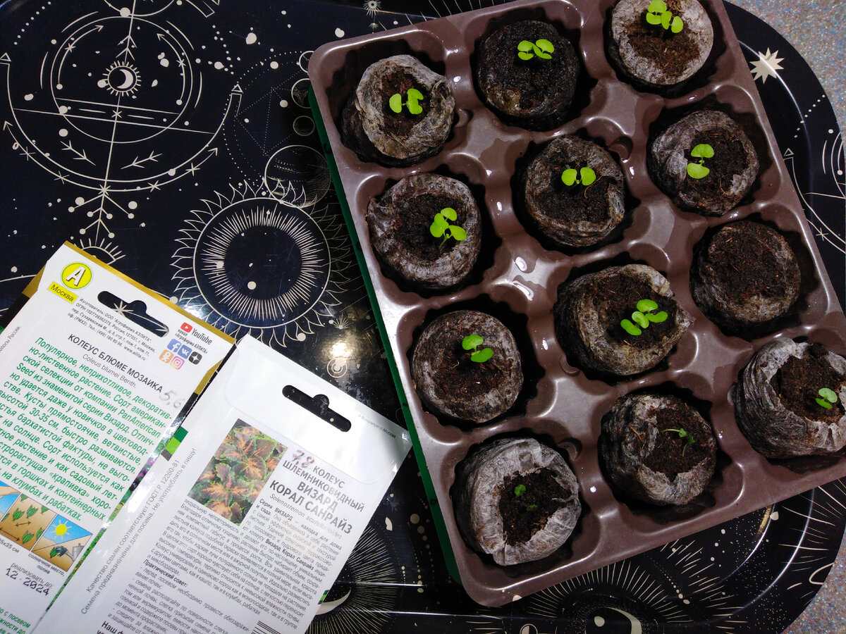 Колеусы, 4 рядочка (от верхнего): 1,2 - Мозаика (10 из 10), 3,4 - Санрайз (8 из 10)