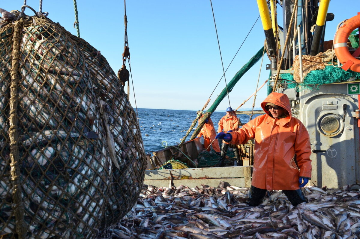 промысел в охотском море