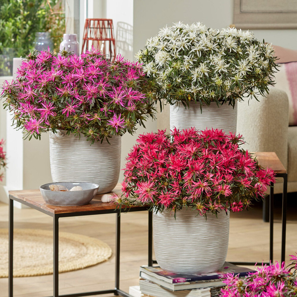 Лучшая новинка выставки GROEN-Direkt 2022 г. - Azalea japonica 'Starstyle' 
(Van Son & Koot и Leybaert).