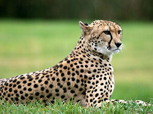 Ассоциативная картинка к слову Pretty