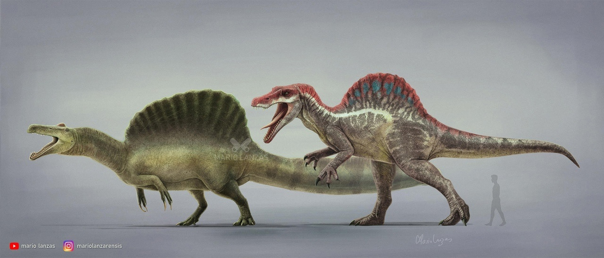 Спинозавр: Этот динозавр вертится в гробу от того, сколько раз ему меняли внешность. Новые исследования вновь перевернули взгляд на ящера