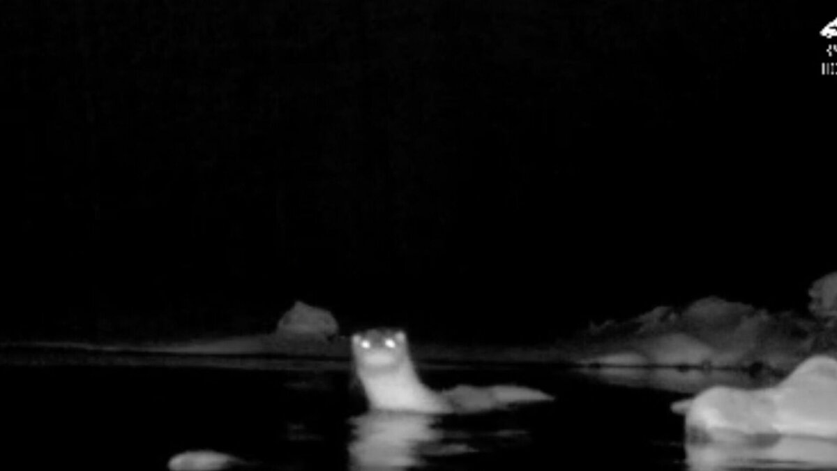     Он сначала бегал по берегу, а потом поплыл. В ФГБУ «Заповедное Подлеморье» его сравнили с крокодилом.