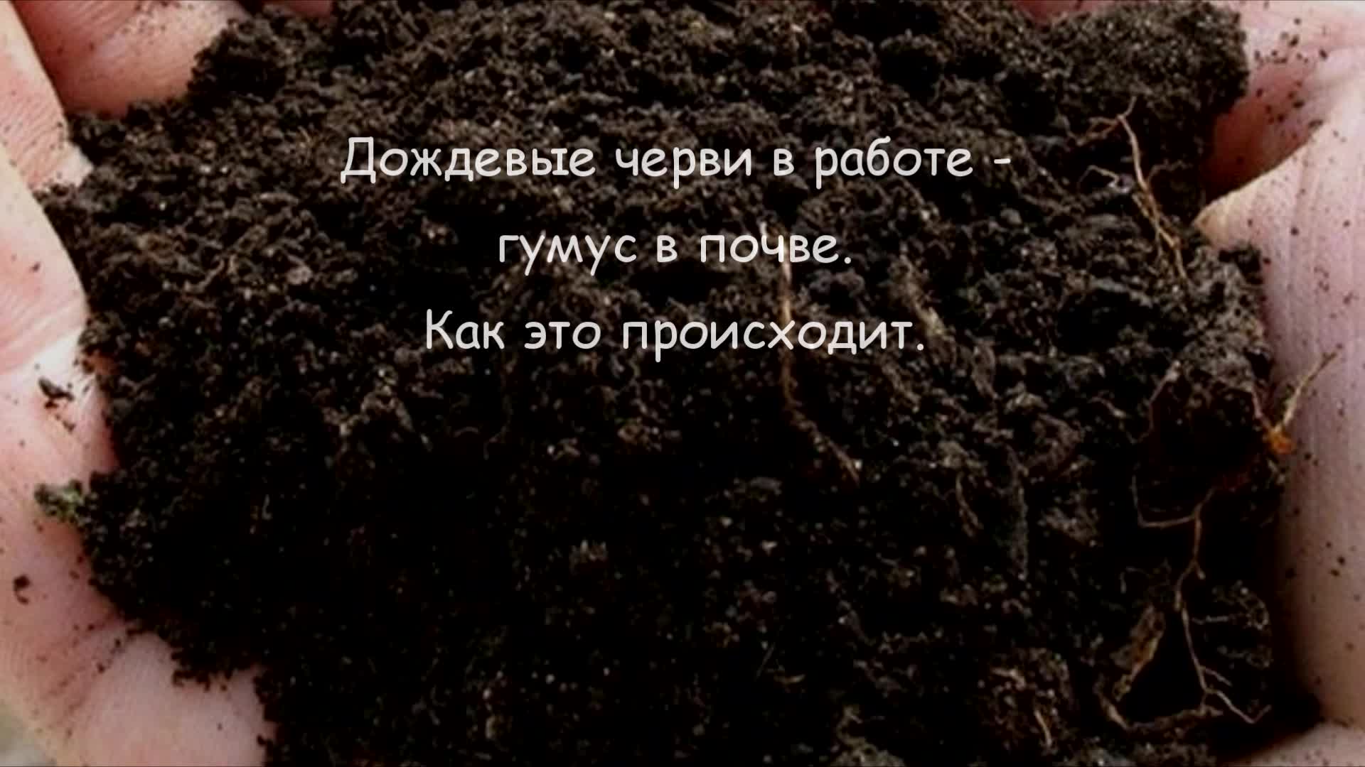 Как это происходит. Дождевые черви в работе - гумус в грунте.