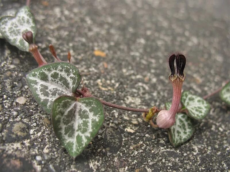 Настоящий пришелец!