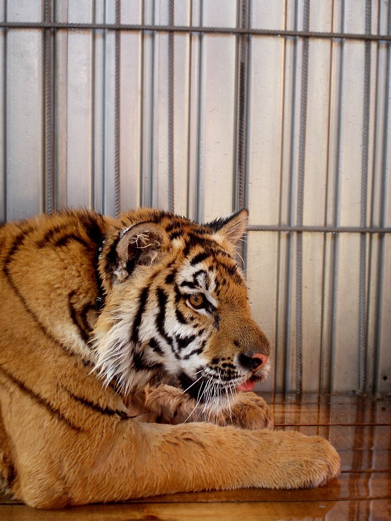 Карен сделал Жорику около 20 операций