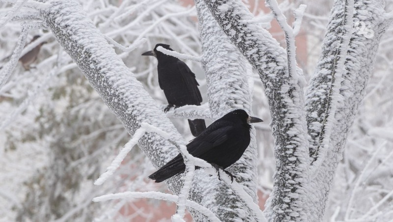 Фото: ИА «Победа26»