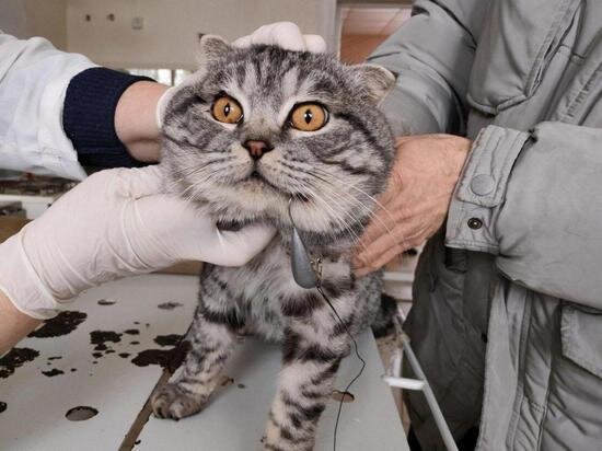     Фото - Telegram-канал управления ветеринарии