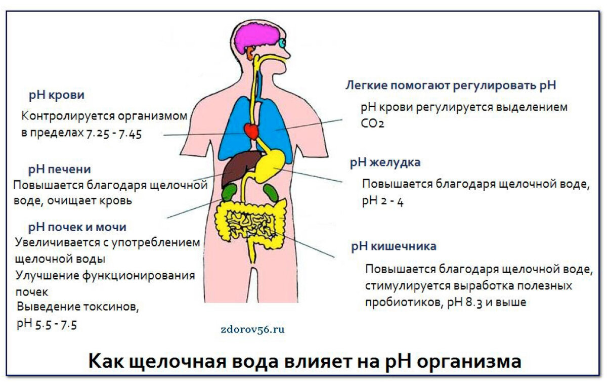 Kak co. Кислотно-щелочная среда в организме человека. PH среда в организме человека. Влияние PH на организм человека. Где щелочная среда в организме человека.