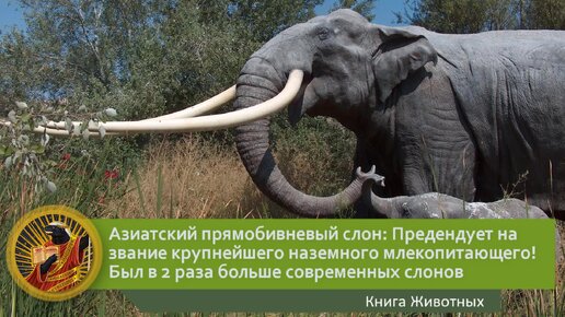 Азиатский прямобивневый слон: Претендует на звание крупнейшего наземного млекопитающего! Был в 2 раза больше современных слонов | Видео 🎥