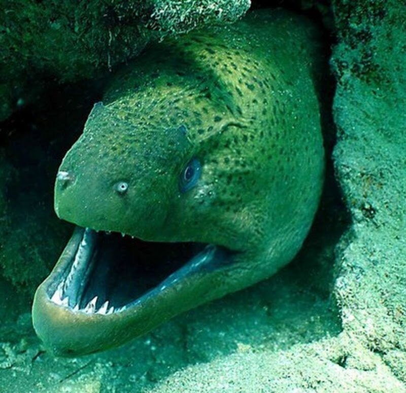 Мурена.Яндекс.картинк 