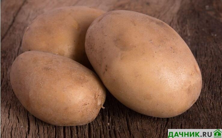 Выбор 2023: какой сорт картофеля самый вкусный и рассыпчатый?