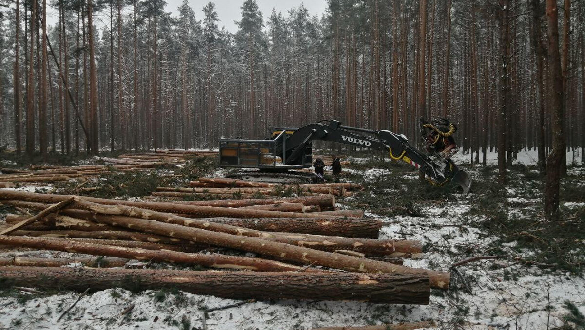 Вырубка леса в Сибири