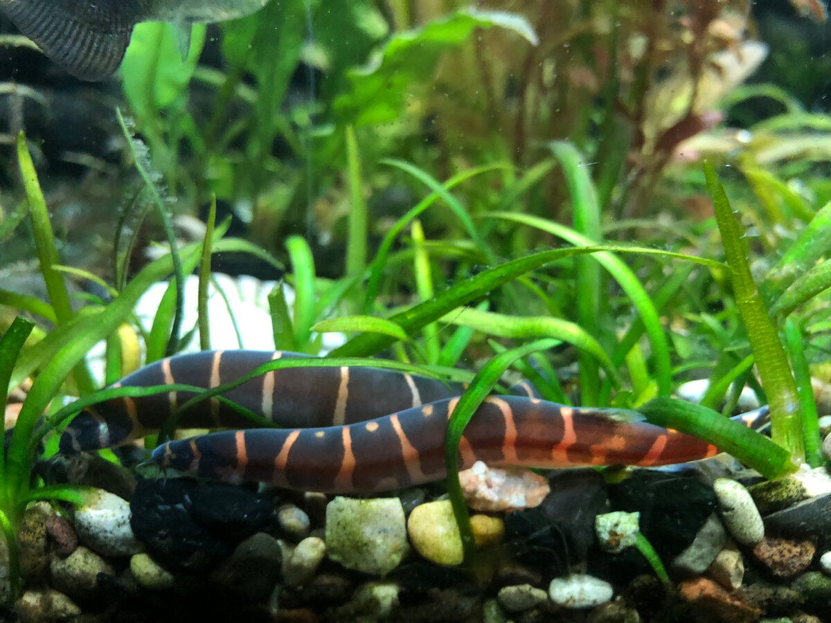 Акантофтальмусы, если не в грунте, обычно тесно-вместе. Фотографии в тексте мои, за исключением одной, что в подписи под ней отмечено.