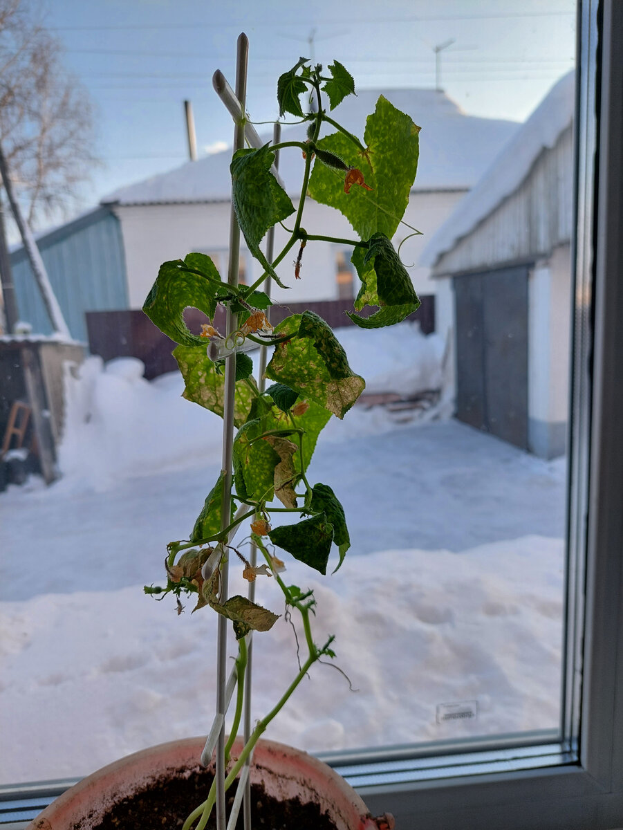 Вот так выглядели мои "Берендеи" в возрасте полутора месяцев. Без слёз не взглянешь.