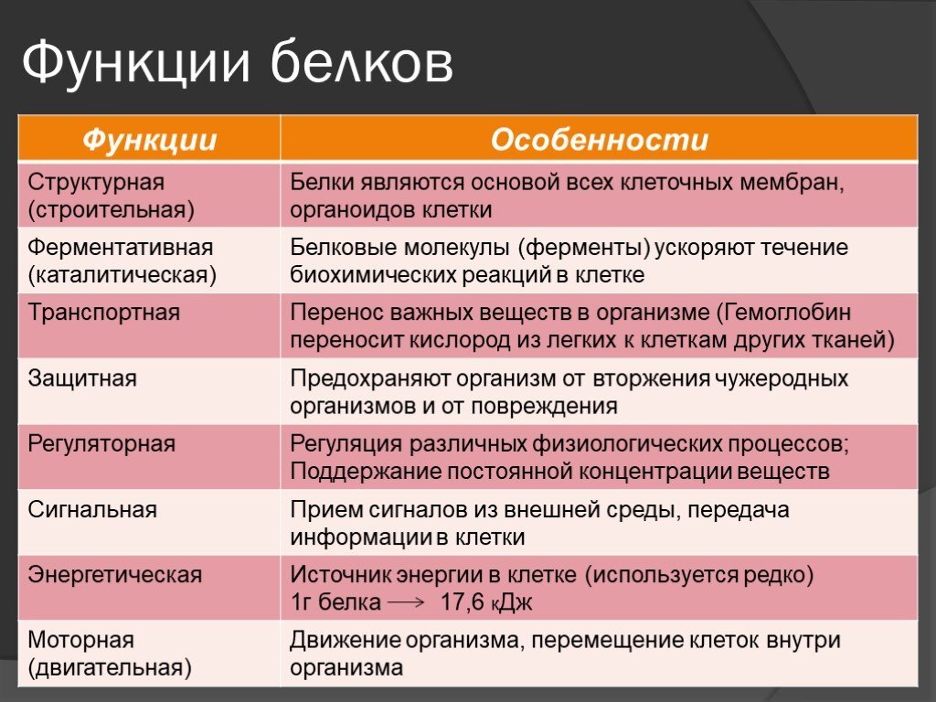 Функции, которые выполняет белок в организме.