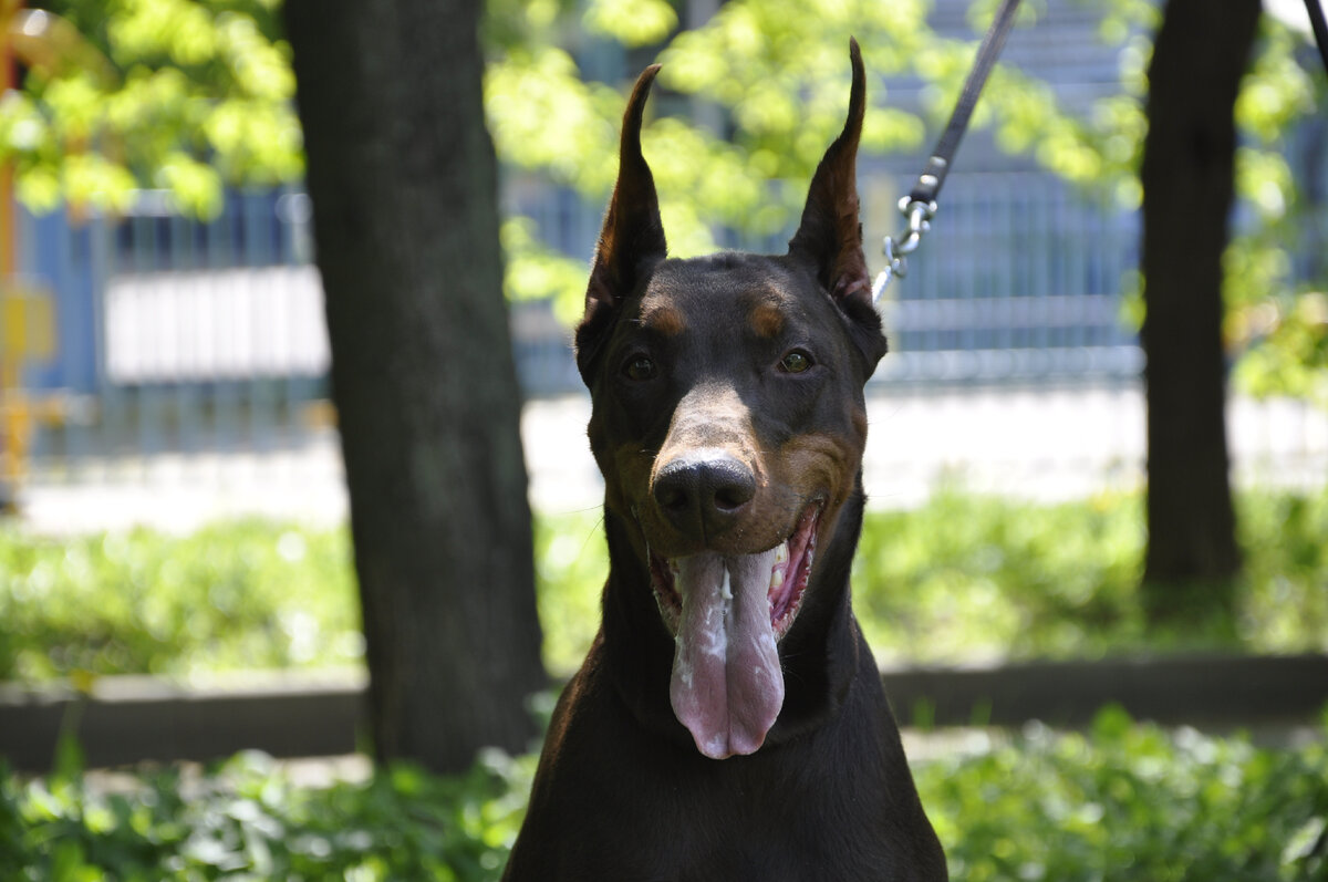 На фото мой доберман по кличке Лиза