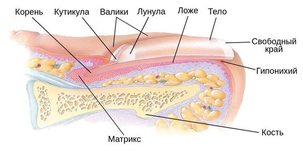 Ногтевая пластина под кожей. Строение ногтя. Строение натурального ногтя. Строение ногтевой пластины.