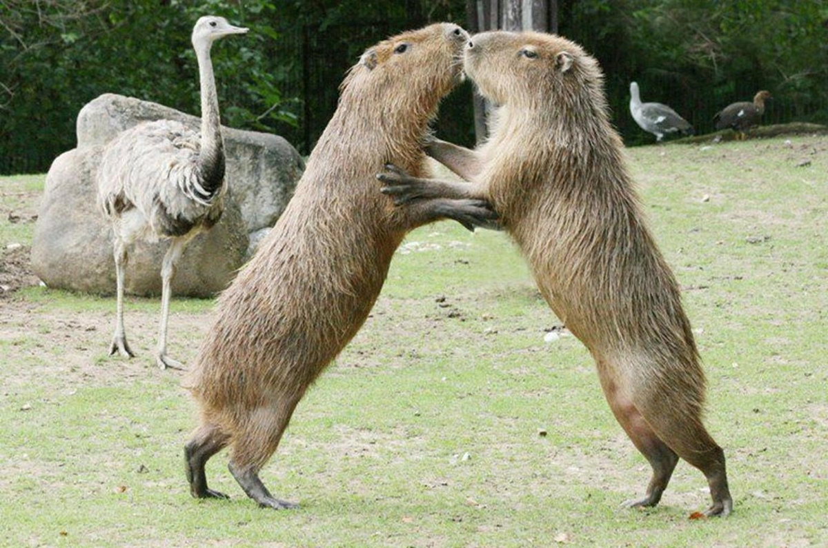 — Эх, Лёха, меня опять Маринка отшила. 
— Не расстраивайся, меня тоже! Иди обниму! 