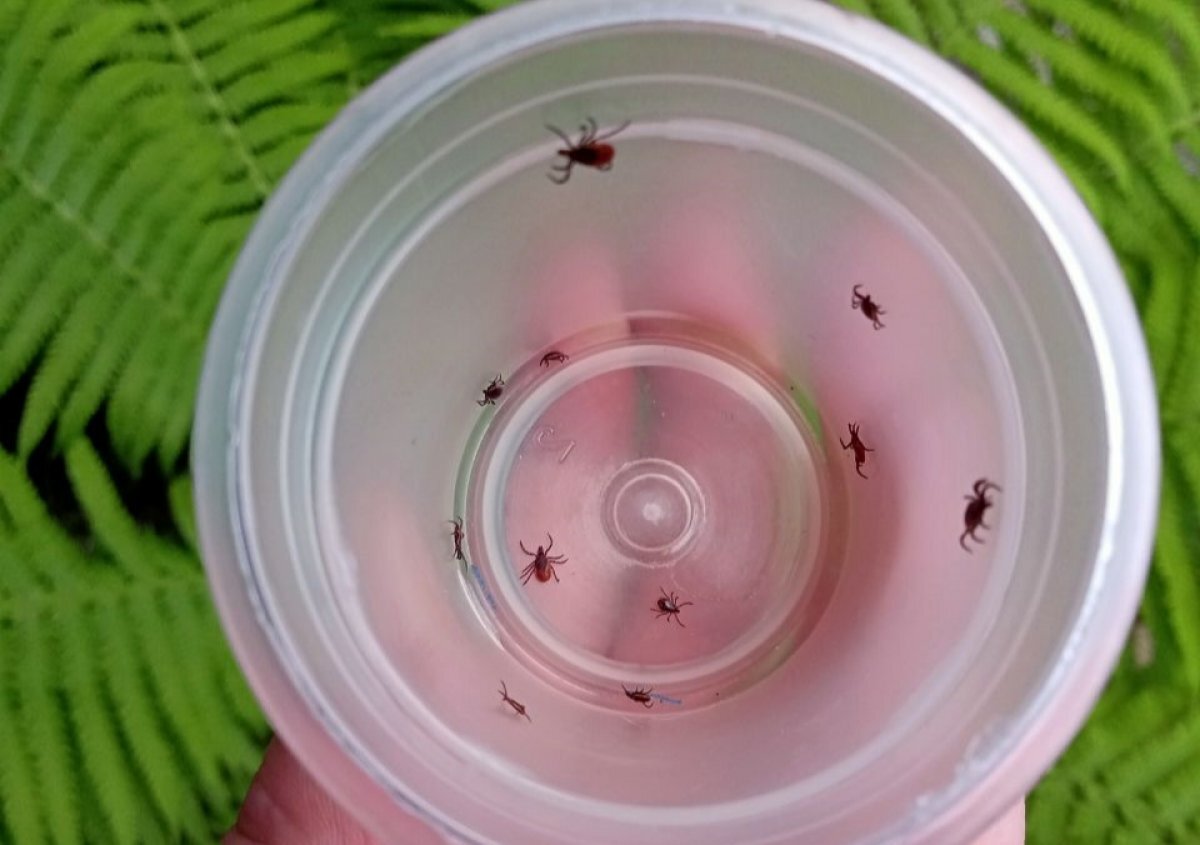    Первый пошел: в Волгограде укушенный клещом обратился за помощью к медикам