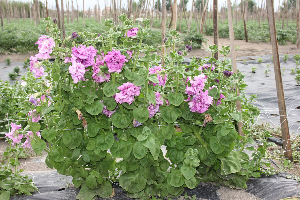 Ссылка на изображение https://sun9-20.userapi.com/impf/c837329/v837329087/6048b/qV9vNpWV3Uk.jpg?size=2560x1707&quality=96&sign=20f43ebf54430298358965aa2b848161&type=album