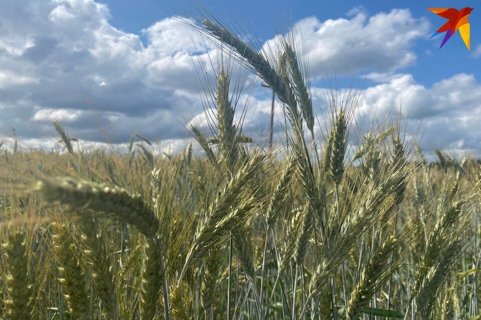     Россельхознадзор обнаружил опасное заболевание в пшенице из Беларуси. Снимок используется в качестве иллюстрации. Фото: архив «КП»