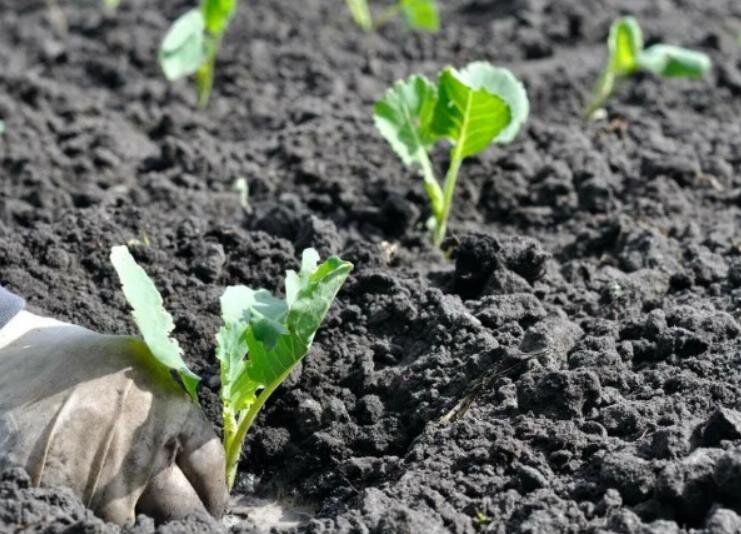 что сажаем в апреле