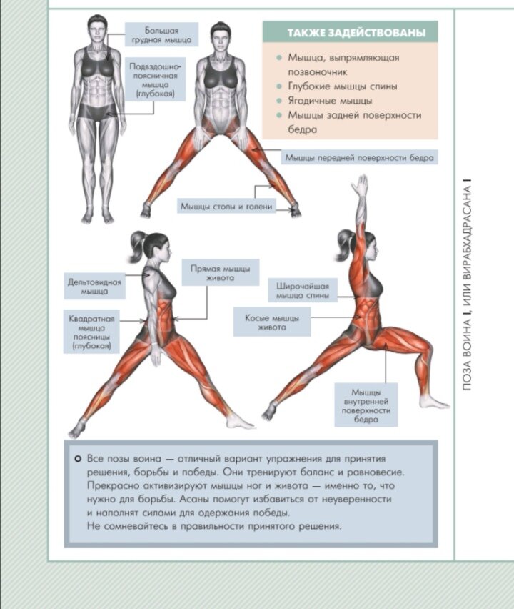 Иллюстрациия взята из книги Е. О. Хомич Анатомия йоги