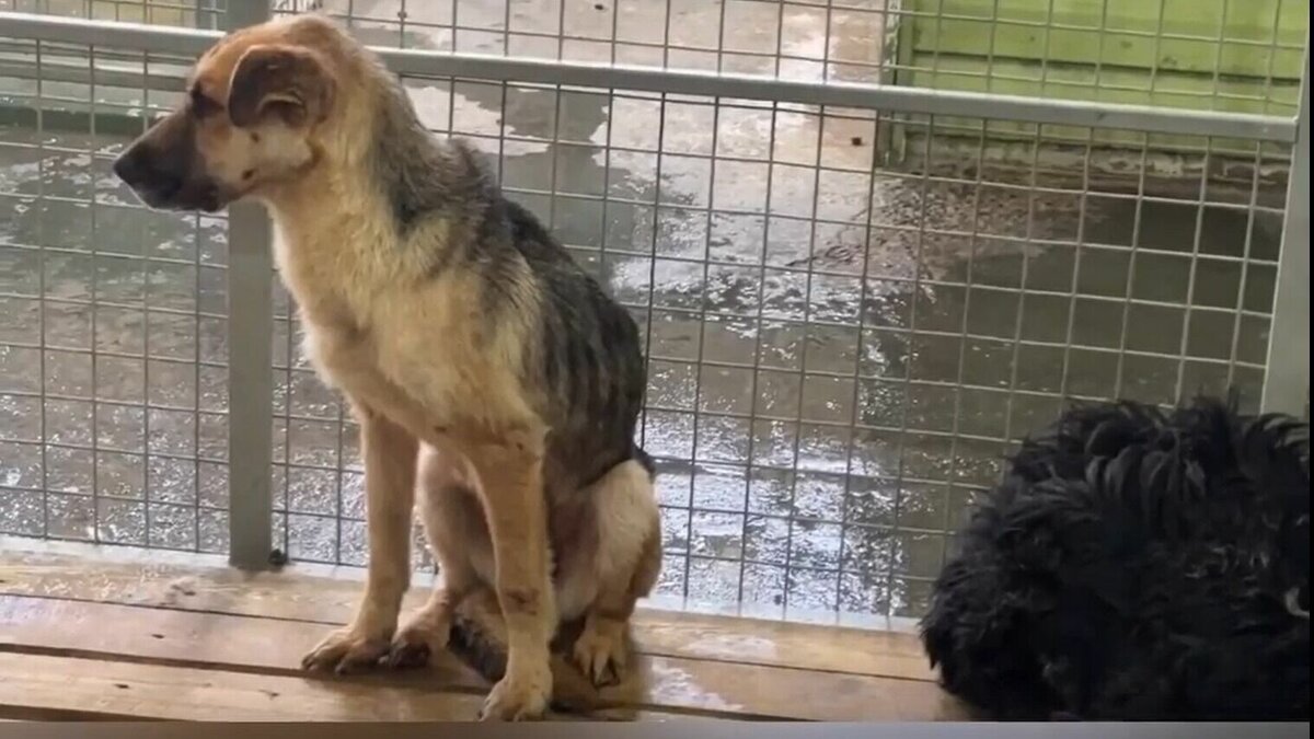     Последнюю неделю зоозащитники Абакана ведут активную борьбу с приютом для агрессивных животных. Активисты считают, что собак содержат в жестоких условиях, морят голодом и ограничивают в пространстве.