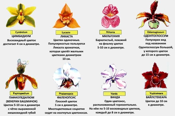 Что делать после того как орхидея отцвела, особенности ухода в период покоя