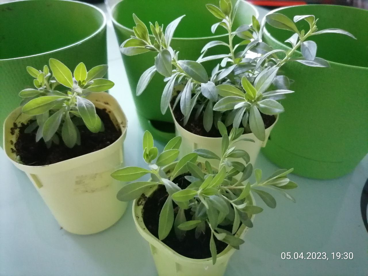 Мои черенки калибрахоа