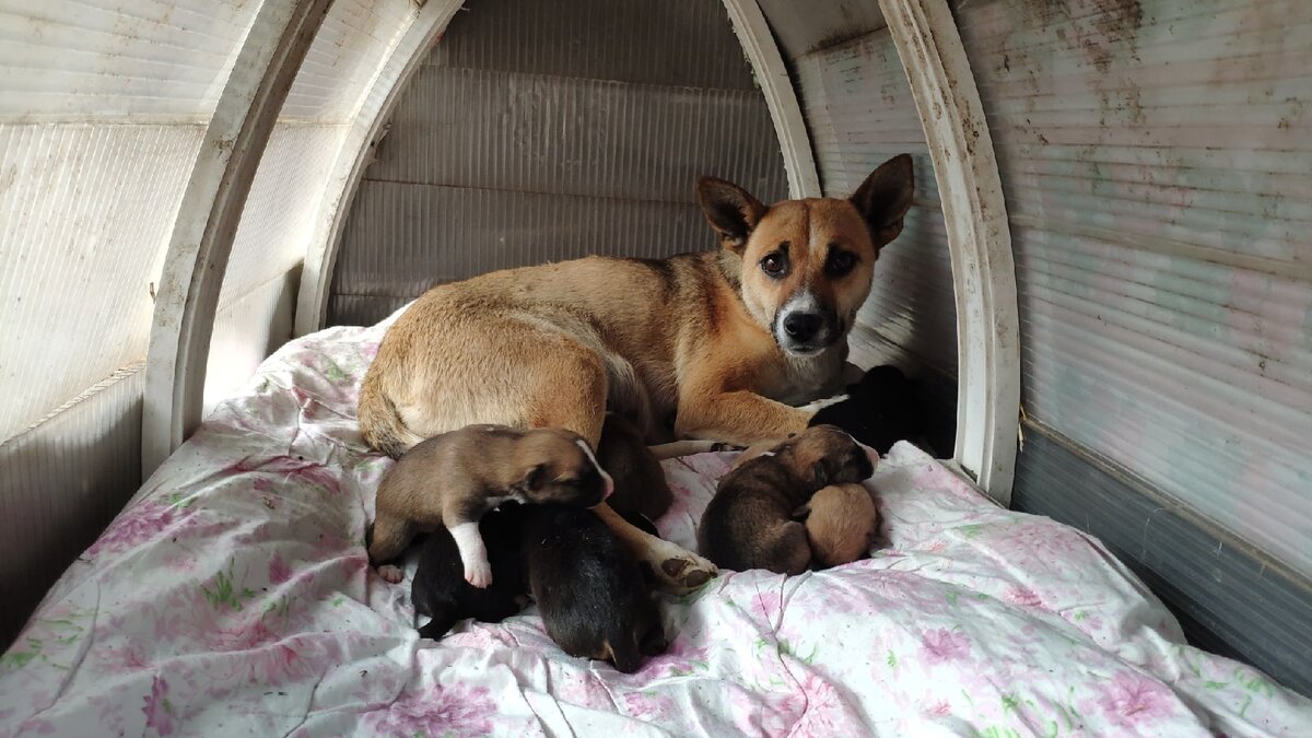 Найда в первые дни появления в нашем приюте. Еще никому не доверяет. Но это скоро пройдет ;)