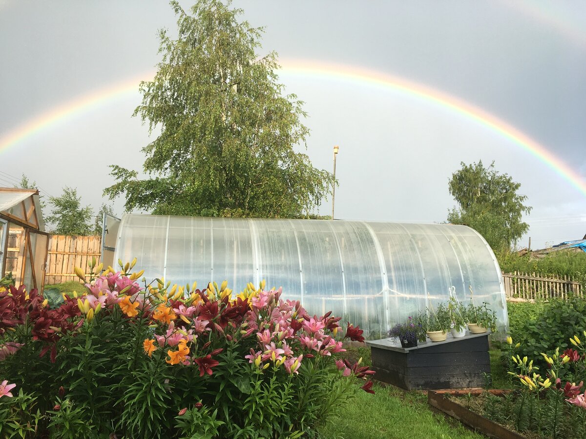 Моя теплица 3х6, третий год эксплуатации