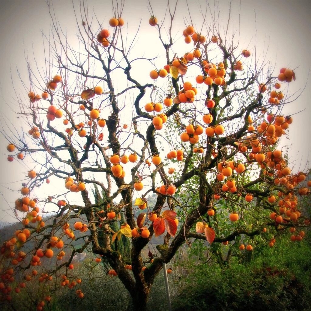 Хурма фото дерева и плода