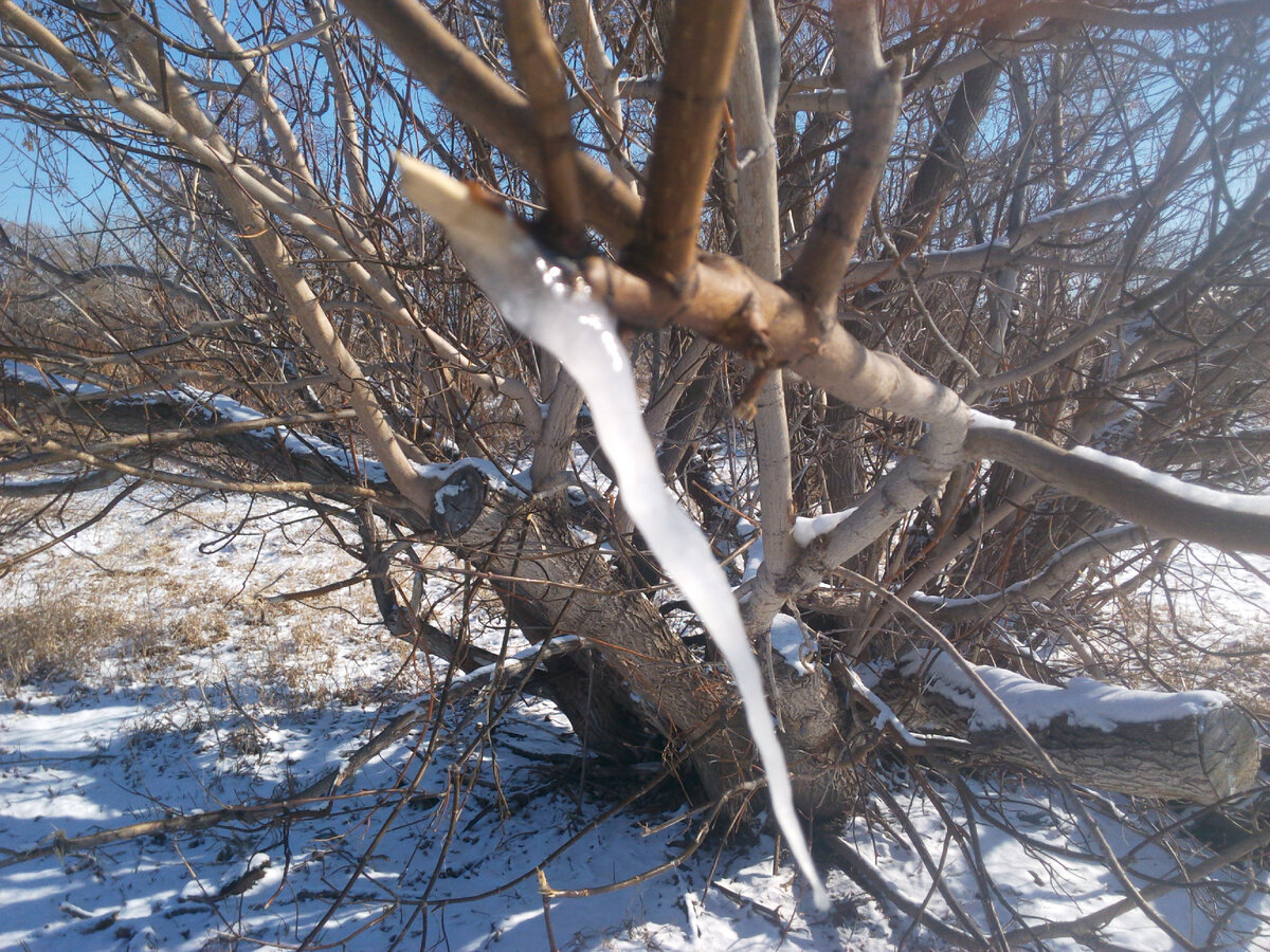 Кленовый сок (мороженное)