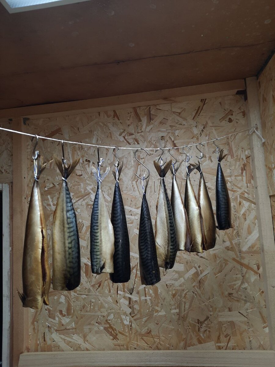 Рыбка от участника нашей болталки — Vasy Vasy 😎