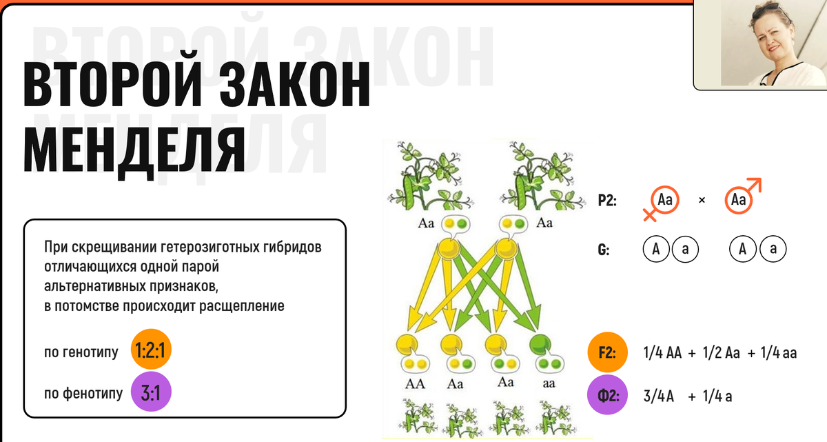 Закон менделя 4 1