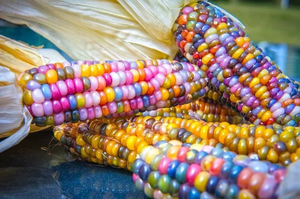 Кукуруза сорта «Glass Gem» с разноцветными зернами