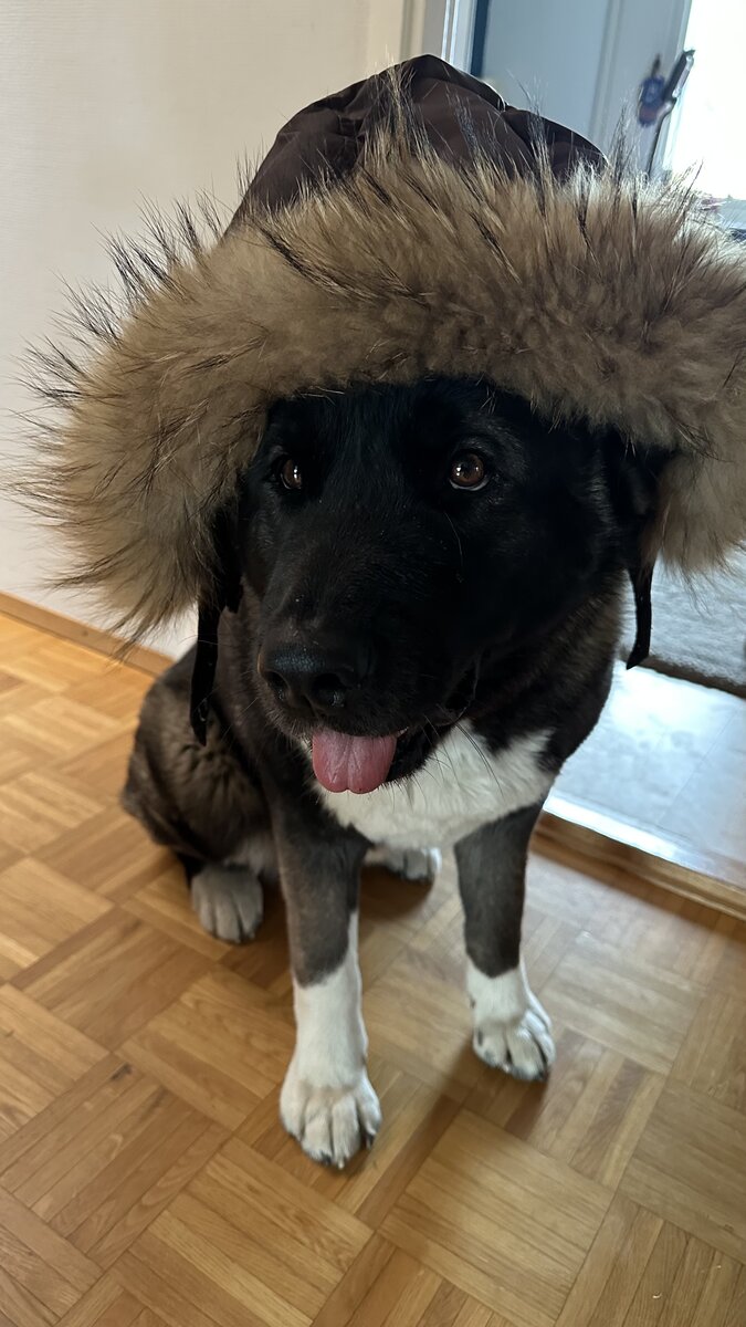 Мадам в шубе