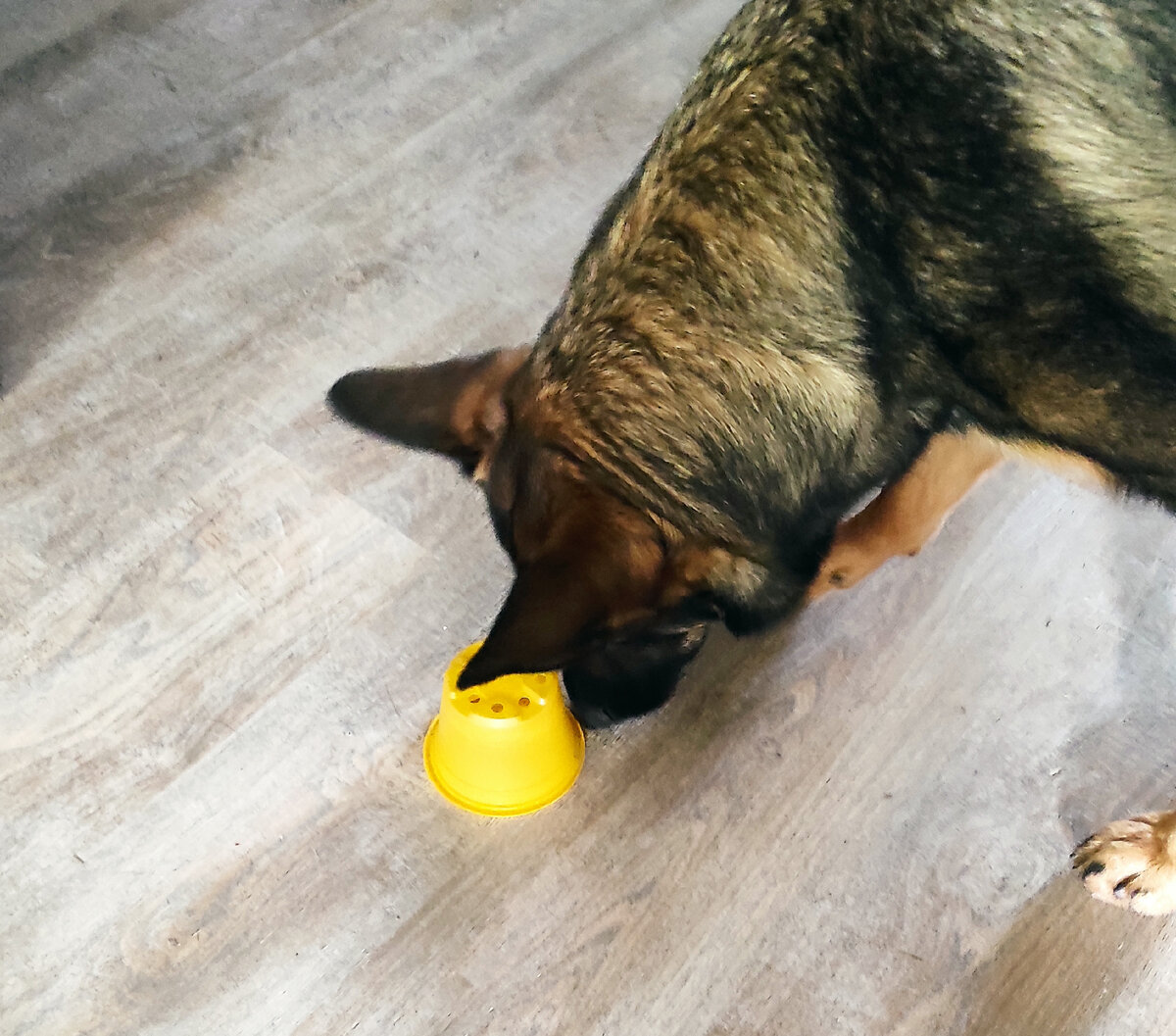 Арья думает, как добыть лакомство из под рассадочного горшочка. 