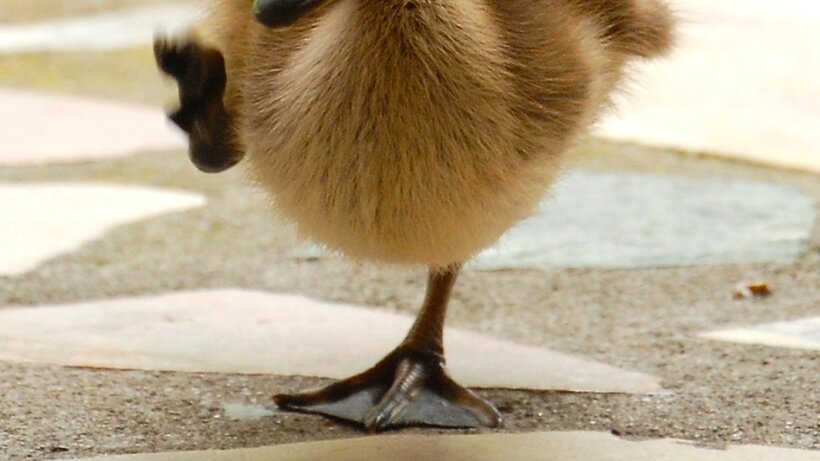    Утенок на дороге ©Kerin Gedge Unsplash.com