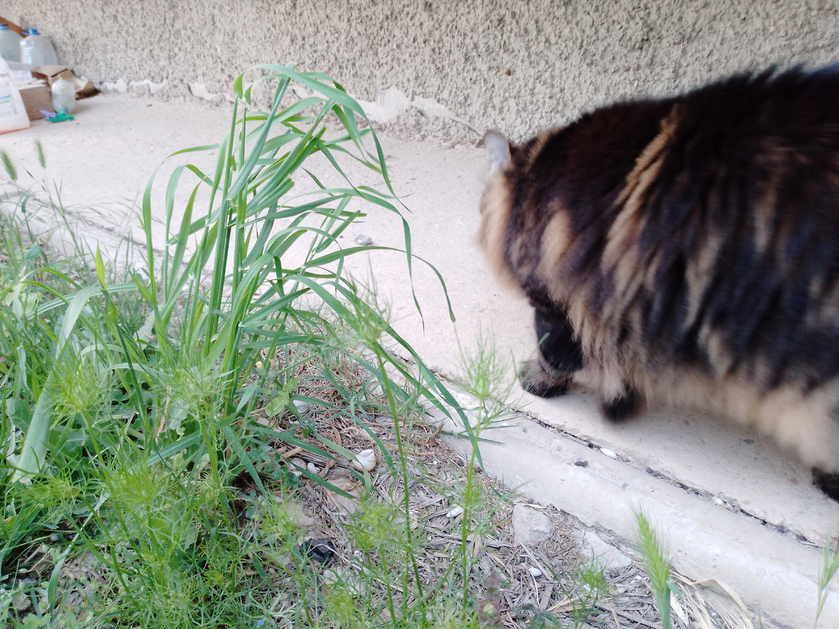 Котофей Кузя