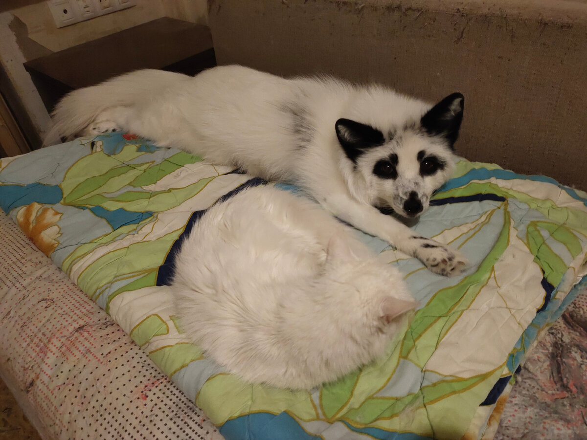 хотел бы прогнать кошку с дивана, но злая мать не разрешает 