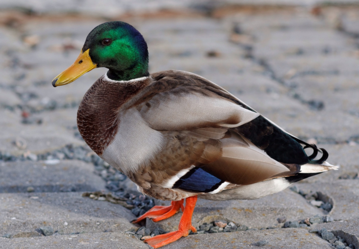 скринщот-цитата, a drake or a male mallard 
