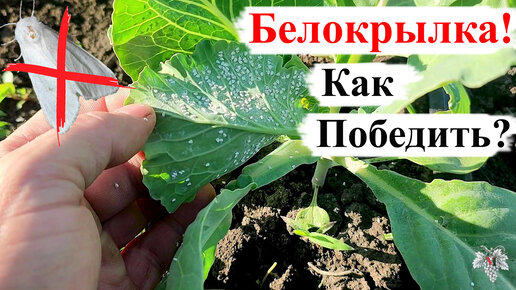 КОВАРНЫЙ ВРАГ Садовода – БЕЛОКРЫЛКА! Как ПОБЕДИТЬ?