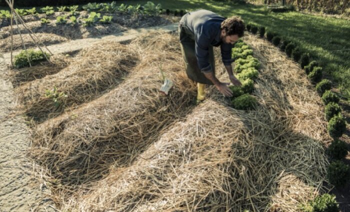Вот так это должно выглядеть у мифических идеальных дачников. Фото из интернета