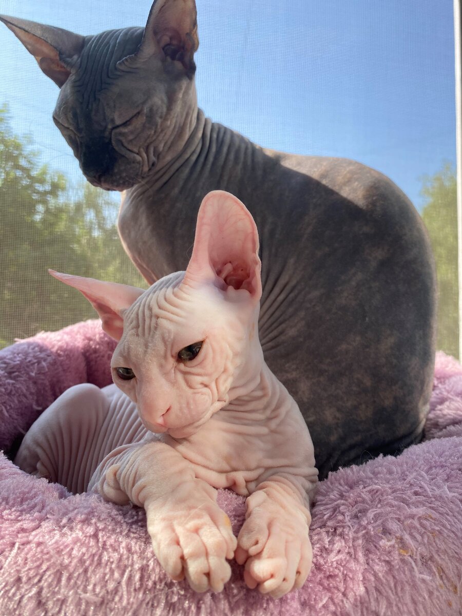 Дальневосточный сфинкс кот