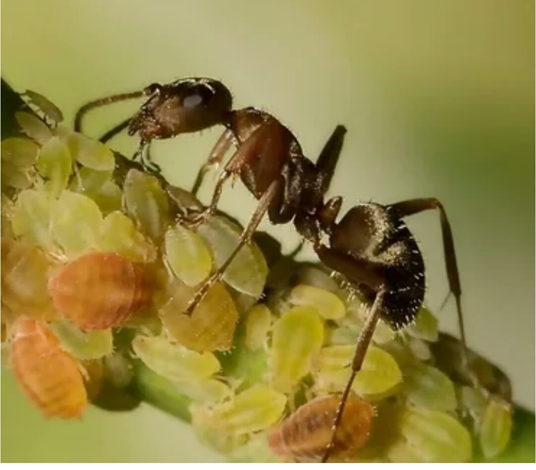 Тля и Муравей