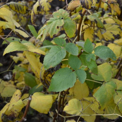 Листья и ветки малины против вирусов и инфекций